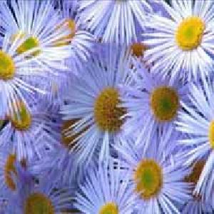 Blue Chamomile Oil