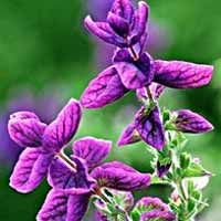 Clary Sage Oil