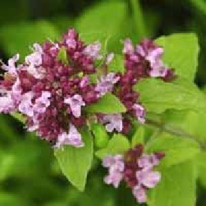 Marjoram Oil