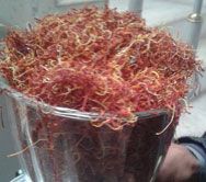 SAFFRON LACHHA