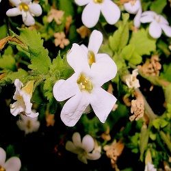 Organic Bacopa Extract