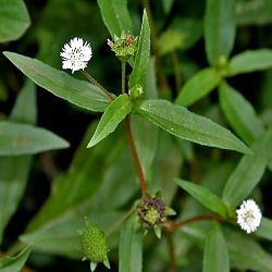 Organic Bhringraj Herb