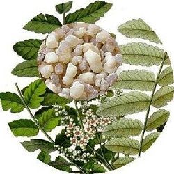 Organic Boswellia serrata Extract