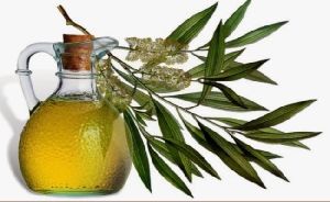 Organic Eucalyptus Oil