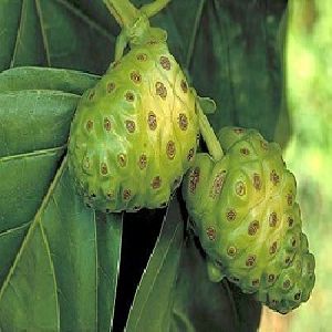 Organic Noni Extract