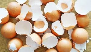 Egg Shell Powder