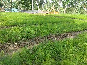 Yellow Shatavari Plants