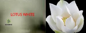 LOTUS WHITE