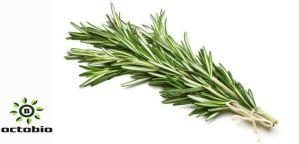 Rosemary Oil