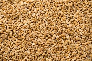 Feed Grade Wheat