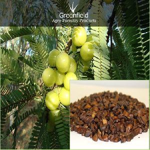 amla seeds