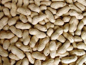 In Shell Groundnuts