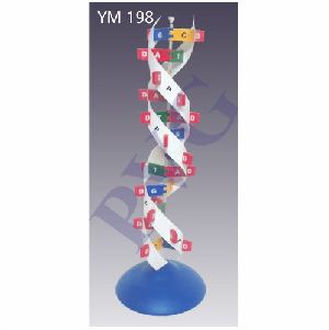 DNA Model Kit