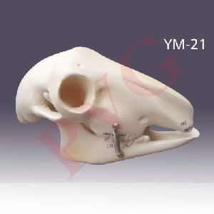 GOAT SKULL Anatomical Models