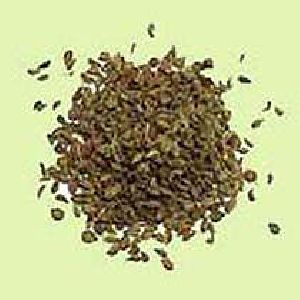 Ajwain Oil