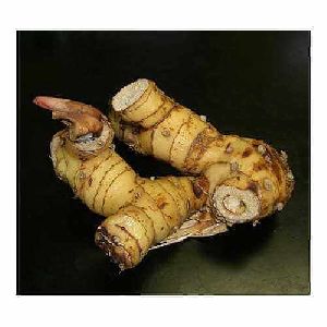 Galangal Alpine Oil