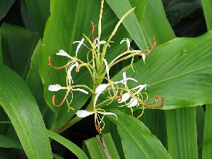 hedychium oil