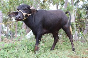 buffalo calf