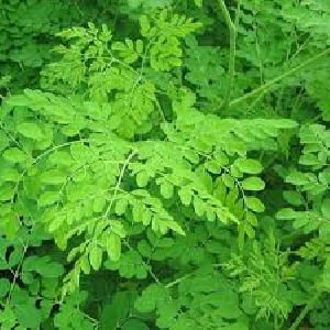 Fresh Moringa Leaves