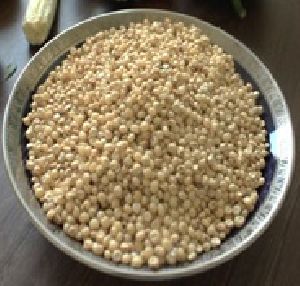 Sorghum