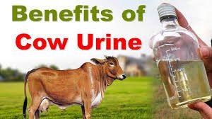 Cow Urine