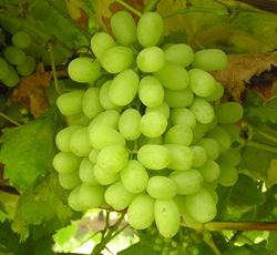 Grapes