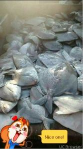 Frozen Chinese Pomfret Fish