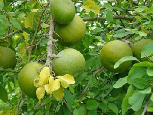 bael fruit