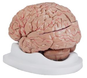brain models