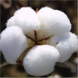 Raw Cotton (kapas)