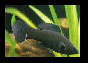 Black Molly Fish