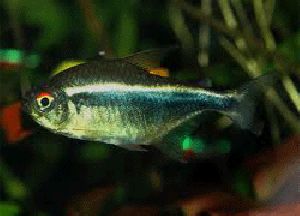 BLACK NEON TETRAS FISH