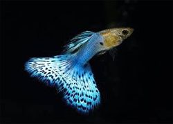 BLUE GUPPYS FISH