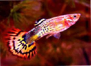 FEMALE GUPPYS FISH