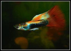 NEON GUPPYS FISH