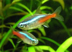 NEON TETRAS FISH