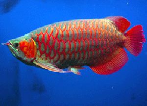 Red Arowana Fish