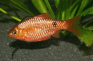 ROSY BARBS FISH