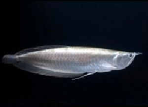 Silver Arowana Fish