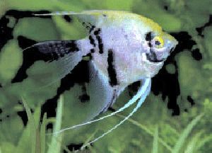 VAIL TAIL ANGEL FISH