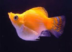 YELLOW BALLOON MOLLY FISH