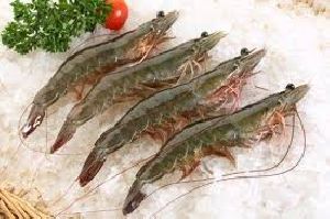 frozen vannamei prawn