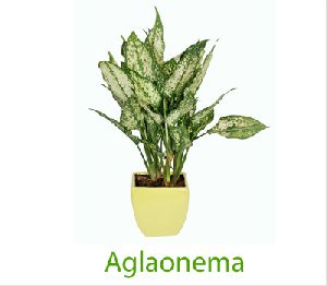 Aglaonema White