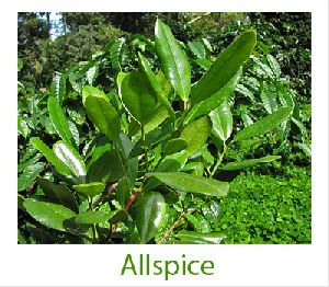 Allspice