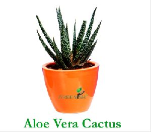 Aloe Vera Cactus