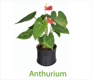 Anthurium Red