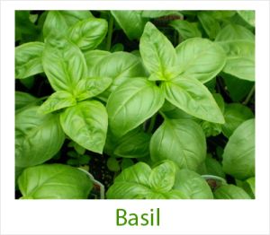 Basil