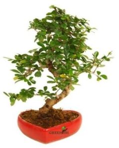 Carmona S shape Bonsai