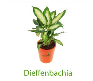 dieffenbachia