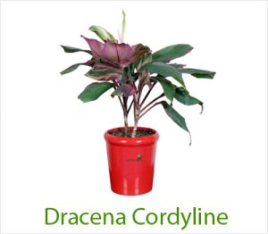 Dracaena Cordyline